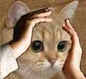 NotLikeCat