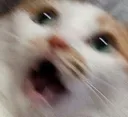 CatScared