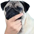 ThinkPug ThinkPug