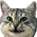 catgrin