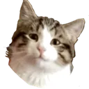 kindness_cat Discord Emoji