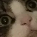 uwut
