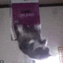cat_return cat_return