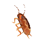 :roachDance: Discord Emote