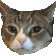 :boop: