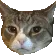 boop