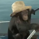 apebop