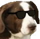 DogKool DogKool