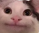 politecat