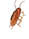 ROACH