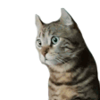 meow