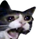 kot