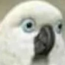 birbwut