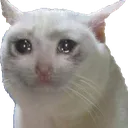 sadcat
