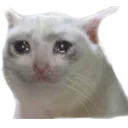 sadcat Discord Emoji