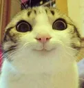 happycatto