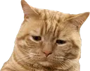 fatcatsad Discord Emoji