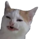 Cringecat cringecat Discord Emoji
