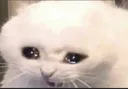 sadcatto