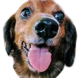 jimmyhDoge
