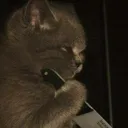 Catknife Discord Emoji