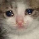 sadCat1