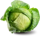 cabbage