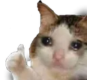 Cat_Thumb_Up