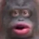 monky monky