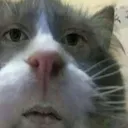 kat