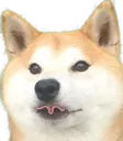 chien chien