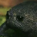 SadFrog