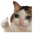 kitty kitty