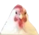dinnerchicken