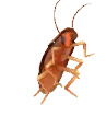 HYPEROACH