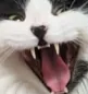 pogCat