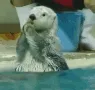 OtterOhNo