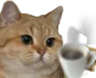 chatcoffee