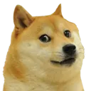 DogeStare