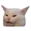Angry Cat angrycat Discord Emoji