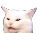confusedcat