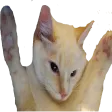 liondongers