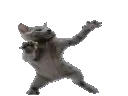 cat_dance