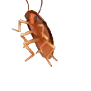 ROACH ROACH