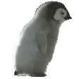 penguinRun