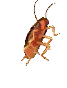 Roach