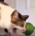 vomit