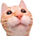 AlsoGoodCat