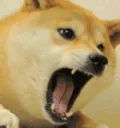 RageDoge