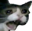 CatScream